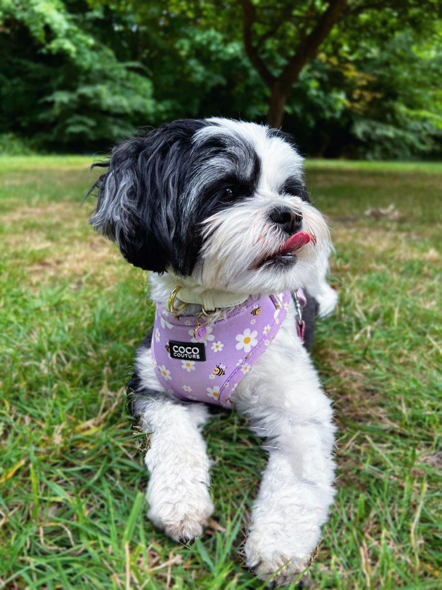 "Cute As Can Be" Adjustable Dog Harness – by Coco Couture-7