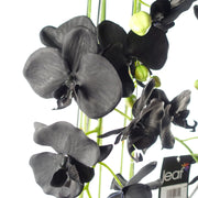 Large Black Orchid Plant - Artifcial - 41 REAL TOUCH flowers-2