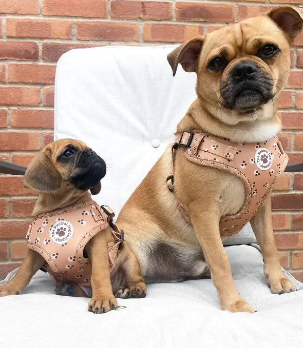 Adjustable Step-In Harness (Cookie Dough) by The Neutral Dog Company - Memoriex