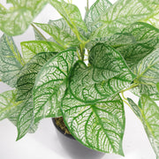 Artificial Fern Plant 40cm Caladium Plants - Memoriex 