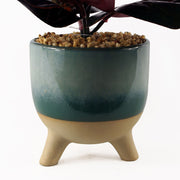 Artificial Ficus Plant Teal Blue Green Ceramic Planter - Memoriex 