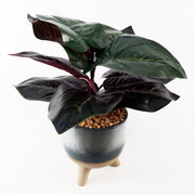 Artificial Ficus Plant Teal Blue Green Ceramic Planter - Memoriex 