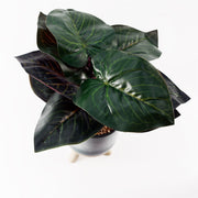 Artificial Ficus Plant Teal Blue Green Ceramic Planter - Memoriex 