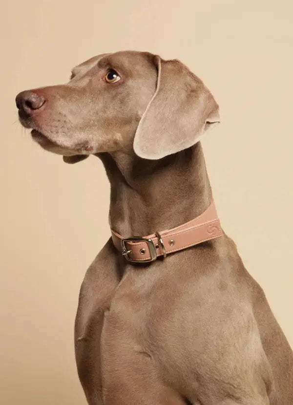 Blush Pink Dog Collar (Vegan Apple Leather) – by Skylos Collective - Memoriex