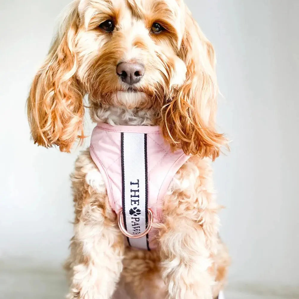 Brooklyn Dog Harness (Blush)– by The Paw Co. - Memoriex