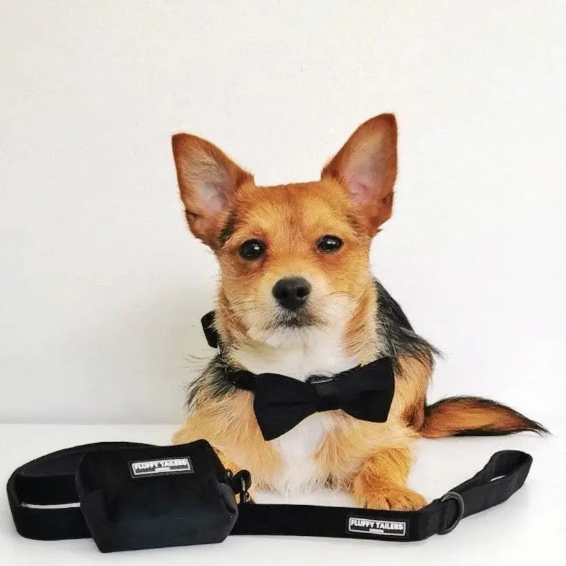 Classic Black Velvet Full Collection - Dog Collar, Bow Tie, Leash and Poop Bag Holder by Fluffy Tailers - Memoriex