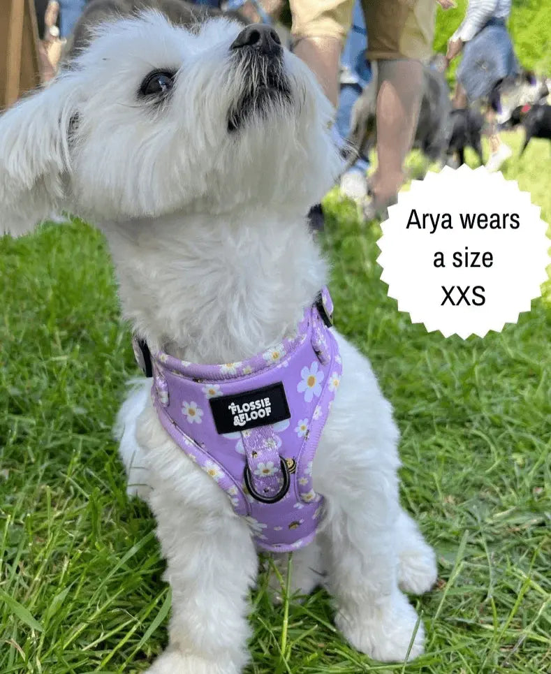 "Cute As Can Be 2.0" Adjustable Dog Harness – by Flossie & Floof - Memoriex