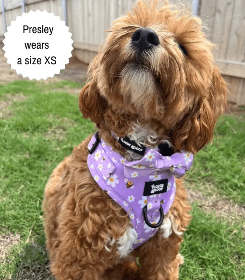 "Cute As Can Be 2.0" Adjustable Dog Harness – by Flossie & Floof - Memoriex