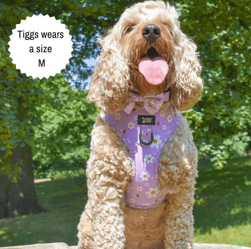 "Cute As Can Be 2.0" Adjustable Dog Harness – by Flossie & Floof - Memoriex