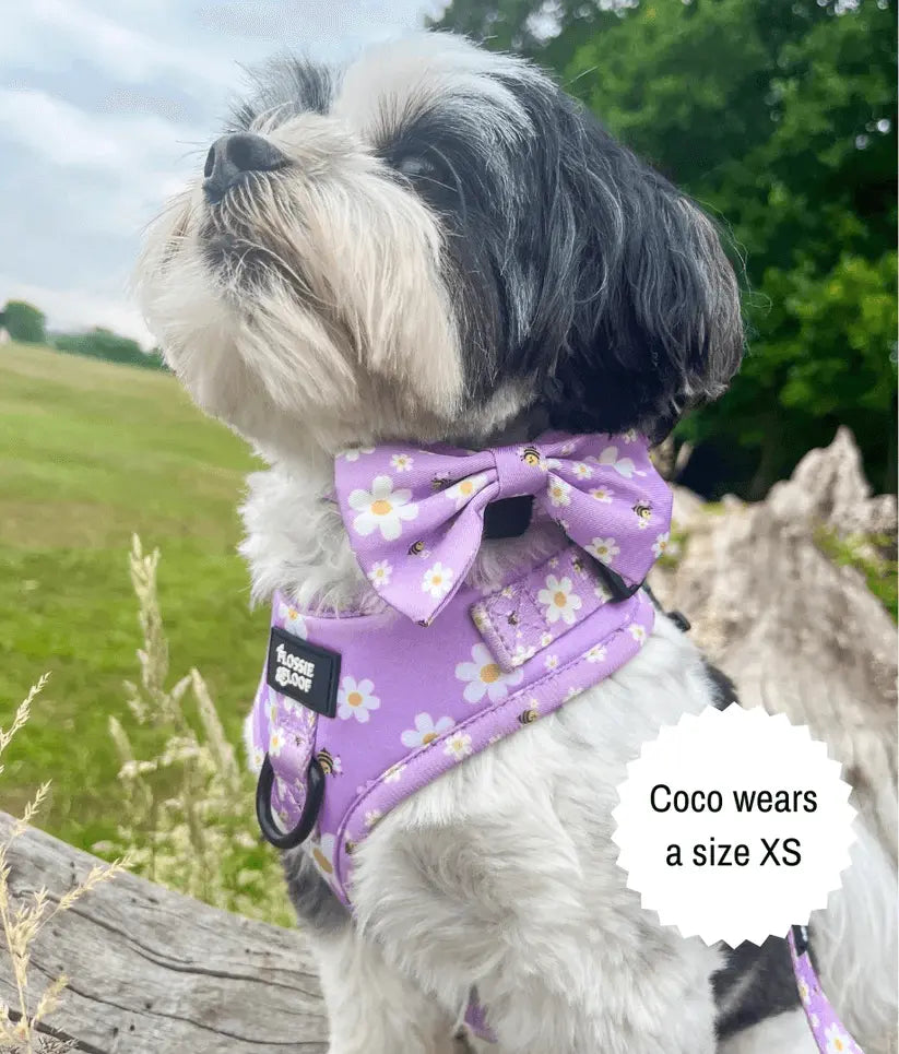 "Cute As Can Be 2.0" Adjustable Dog Harness – by Flossie & Floof - Memoriex