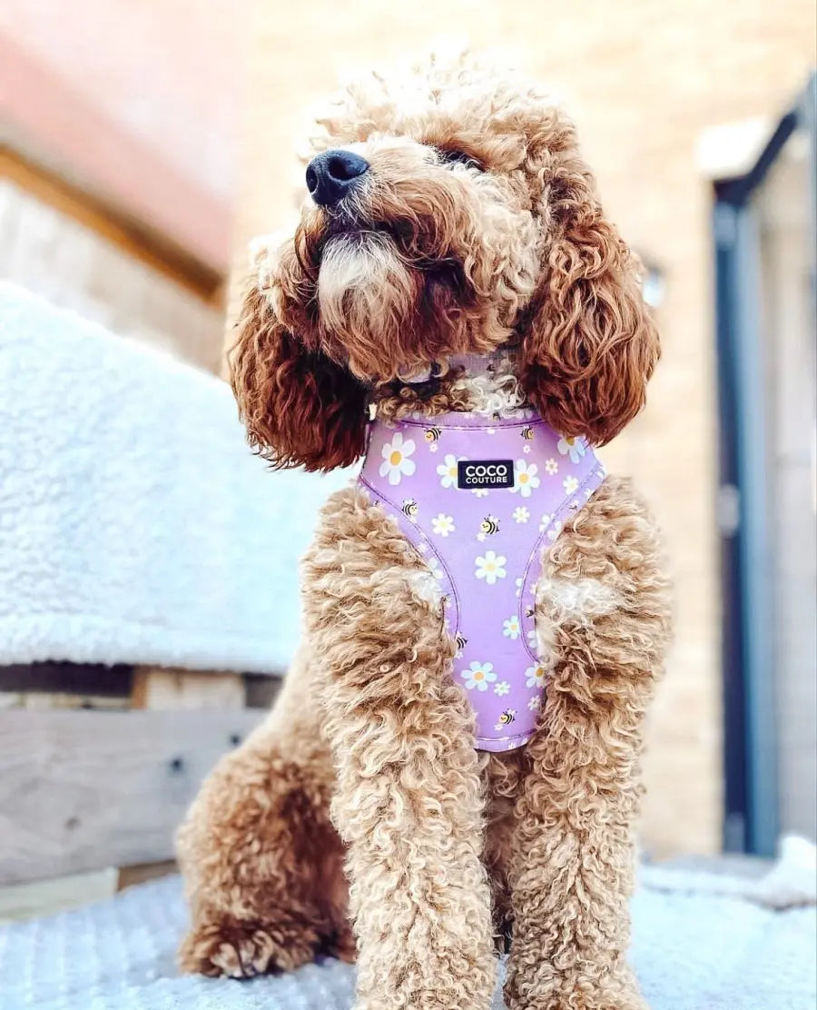 "Cute As Can Be" Adjustable Dog Harness – by Coco Couture - Memoriex