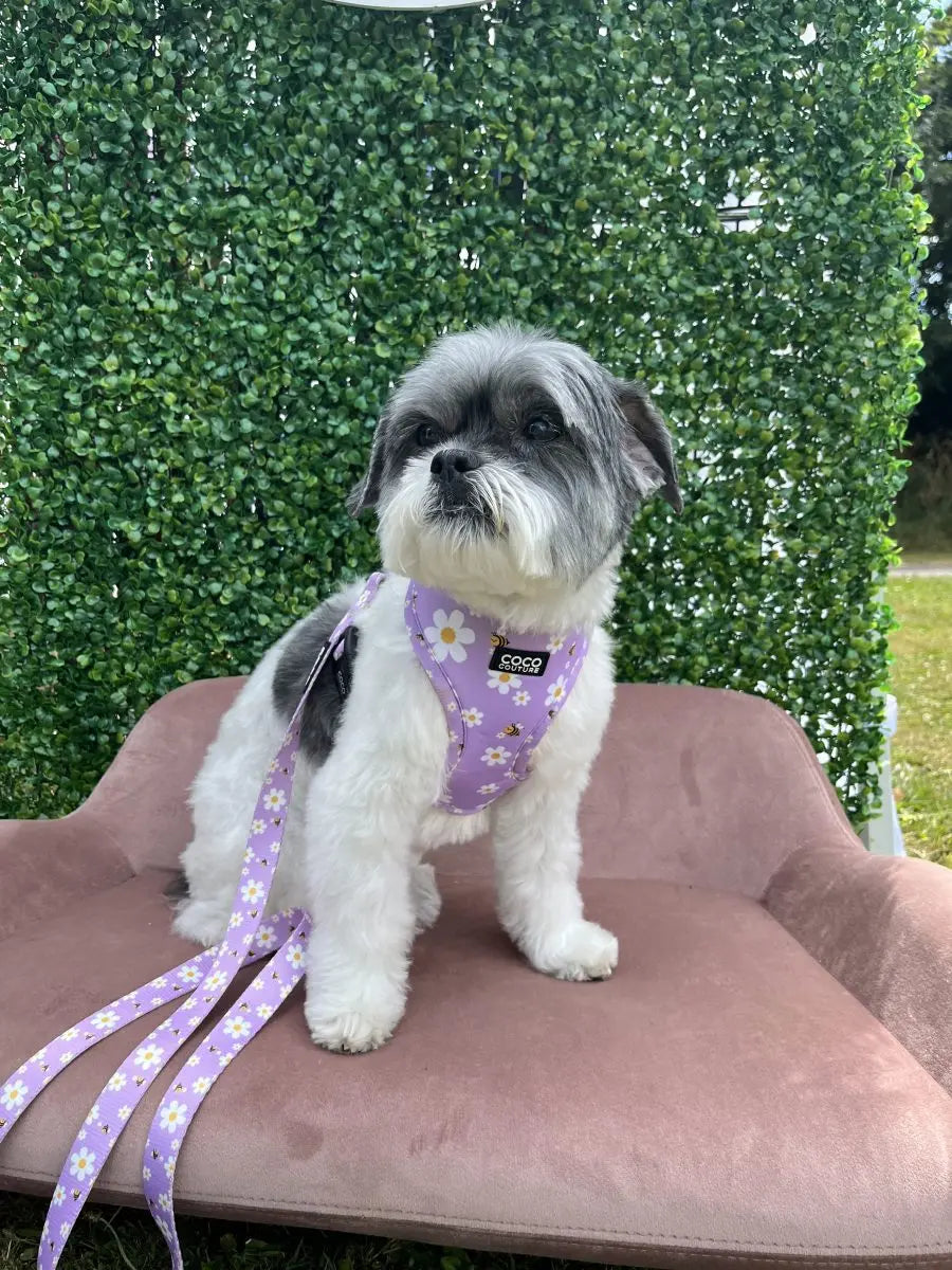 "Cute As Can Be" Adjustable Dog Harness – by Coco Couture - Memoriex