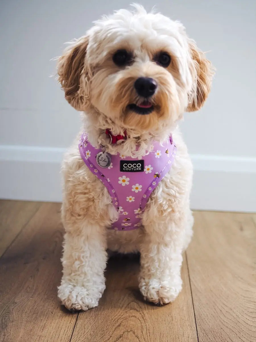 "Cute As Can Be" Adjustable Dog Harness – by Coco Couture - Memoriex