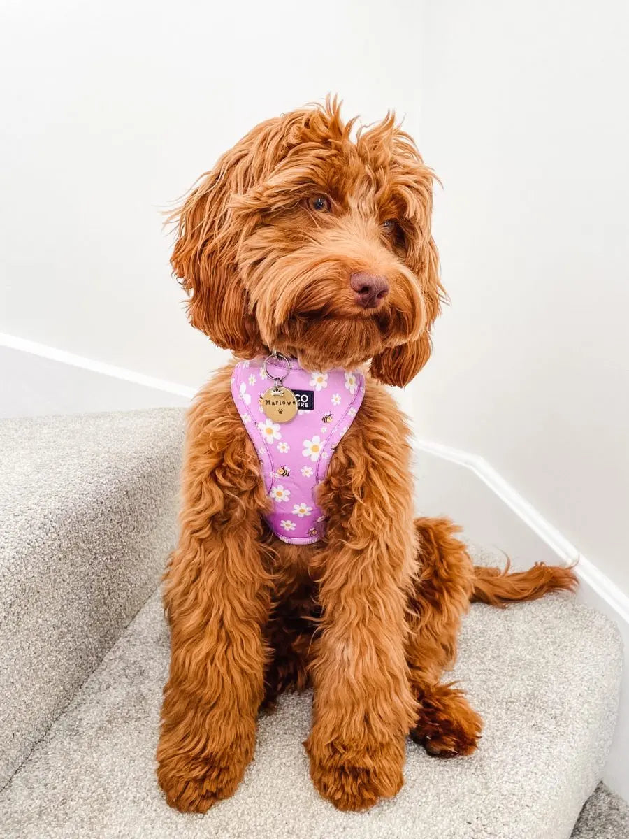 "Cute As Can Be" Adjustable Dog Harness – by Coco Couture - Memoriex