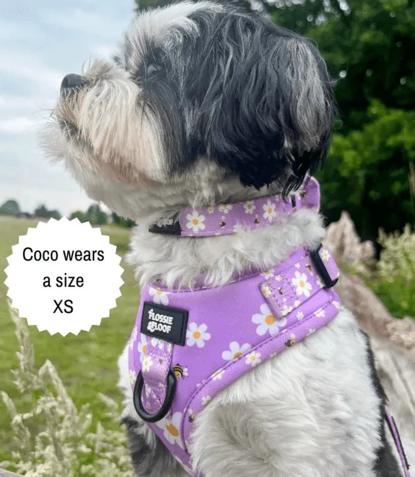 "Cute As Can Bee 2.0" Adjustable Dog Collar – by Flossie & Floof - Memoriex