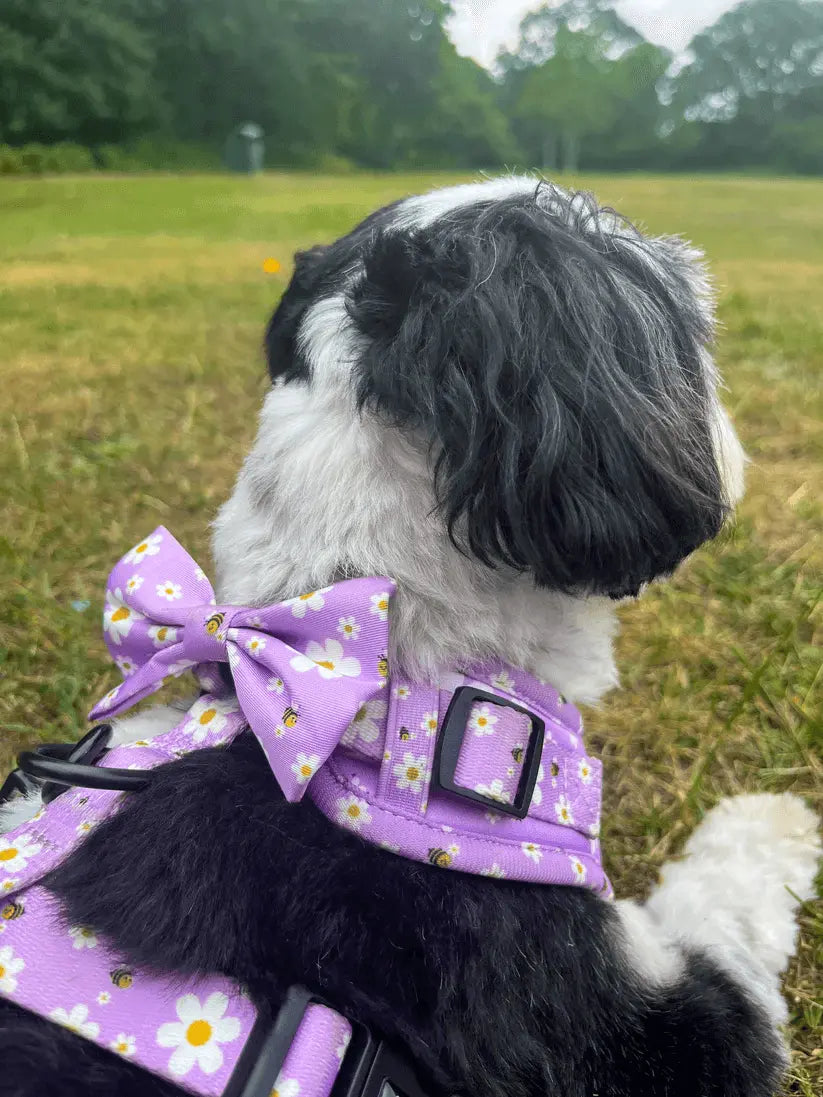 "Cute As Can Bee 2.0" Dog Bow Tie – by Flossie & Floof - Memoriex