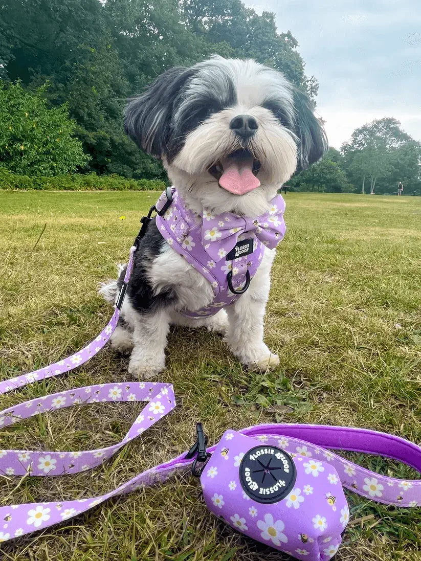 "Cute As Can Bee 2.0" Dog Lead – by Flossie & Floof - Memoriex