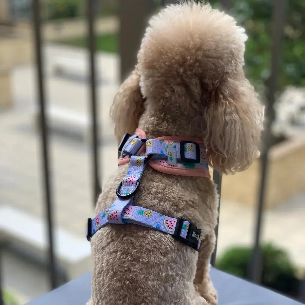 Cutie Fruity Adjustable Dog Harness by Pup Chic Boutique - Memoriex