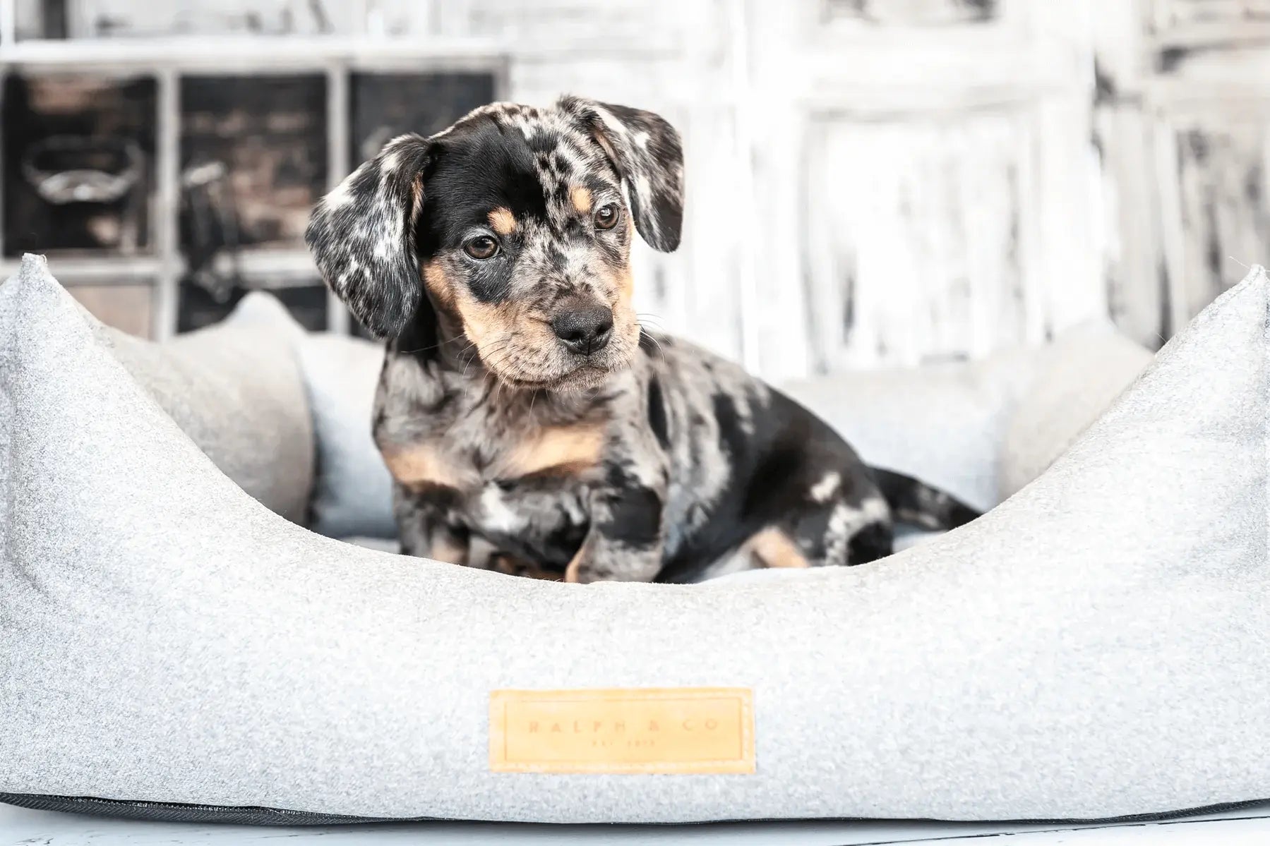 “Dalton” Chenille Nest Dog Bed – by Ralph & Co - Memoriex