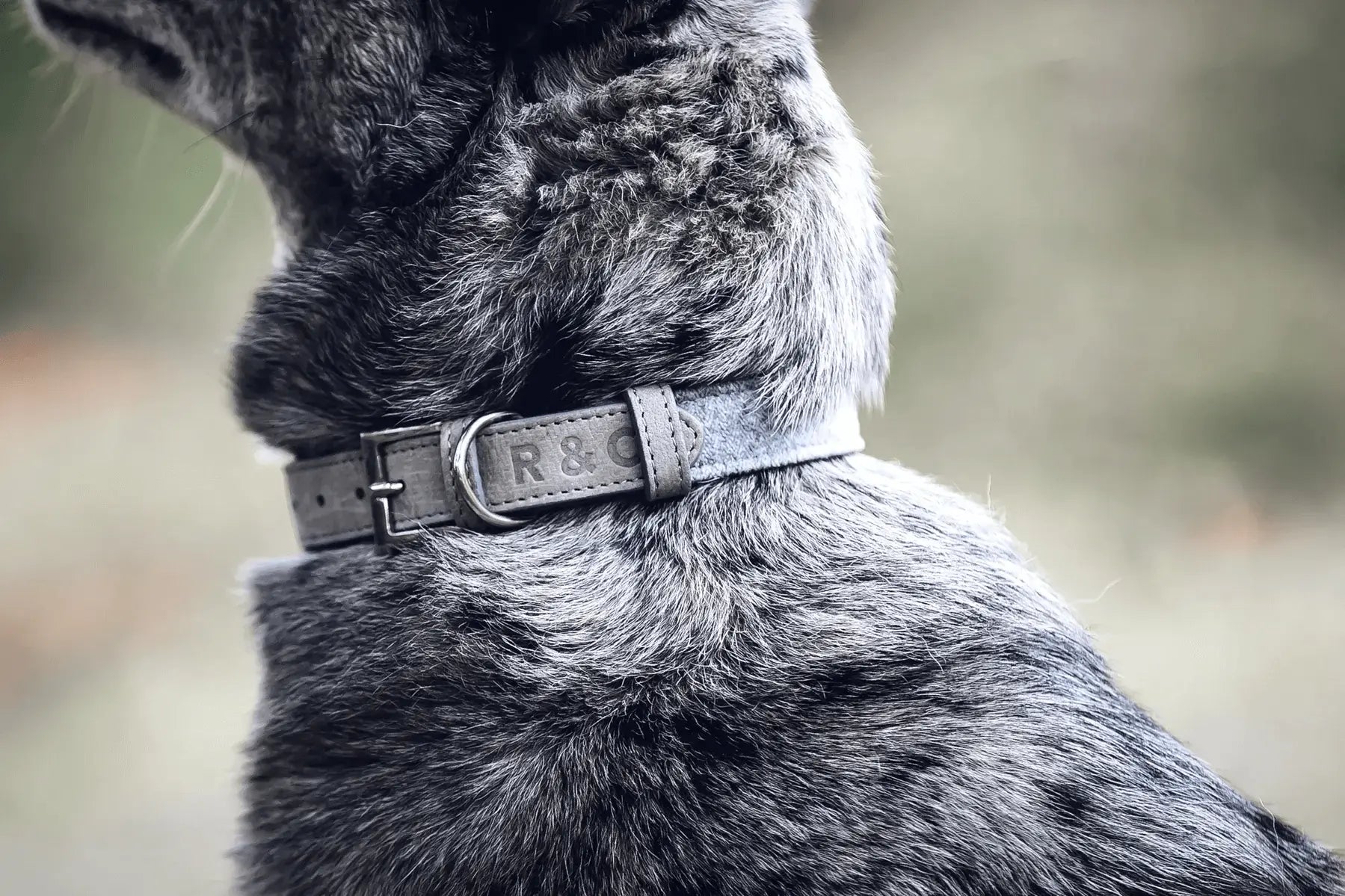 “Dalton” Fabric & Leather Dog Collar – by Ralph & Co - Memoriex