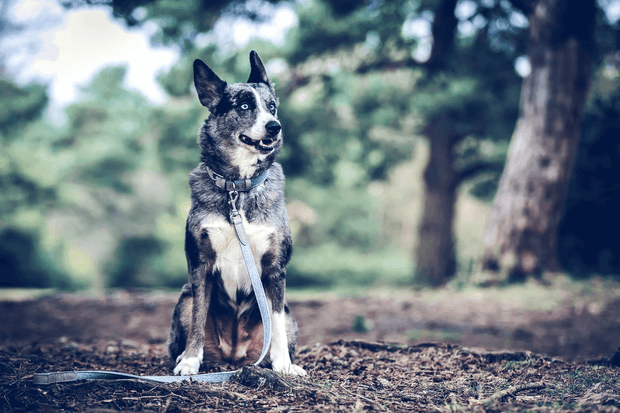 “Dalton” Fabric & Leather Dog Lead – by Ralph & Co-3