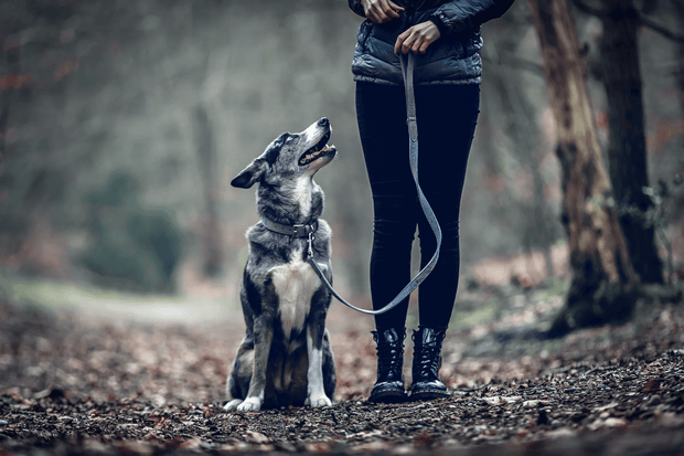 “Dalton” Fabric & Leather Dog Lead – by Ralph & Co-5