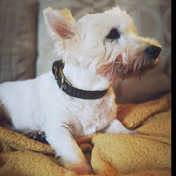 Eco Friendly Recycled Inner Tube Vegan Dog Collar - Memoriex 