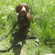 Eco Friendly Recycled Inner Tube Vegan Dog Lead - Memoriex 