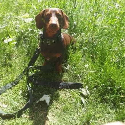 Eco Friendly Recycled Inner Tube Vegan Dog Lead - Memoriex 