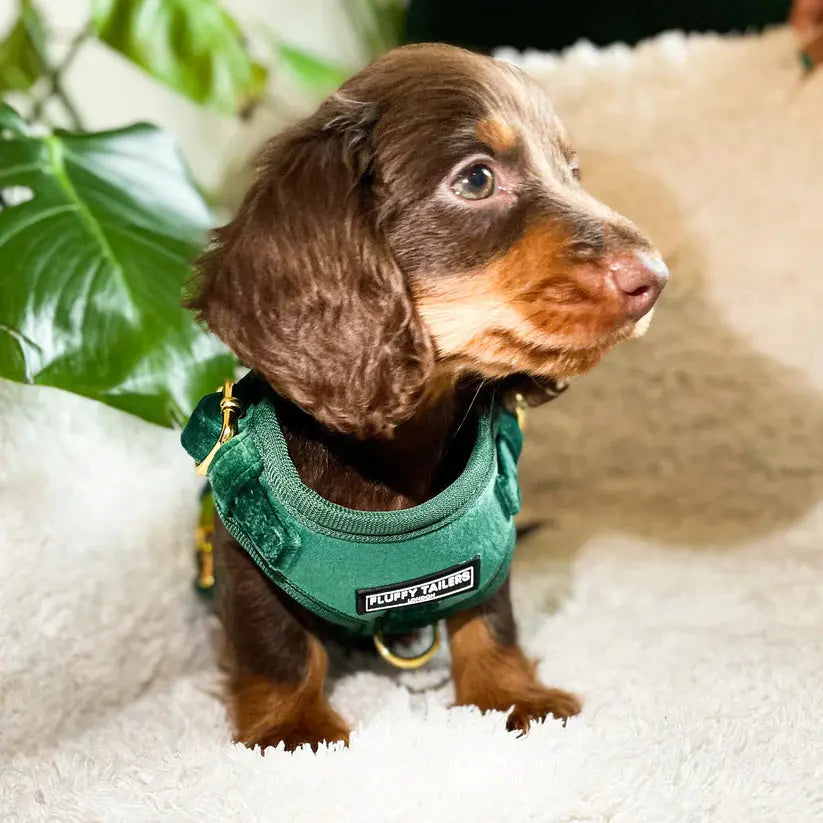 Emerald Green Collection - Dog Harness, Collar, Bow Tie, Lead and Poop Bag Holder by Fluffy Tailers - Memoriex