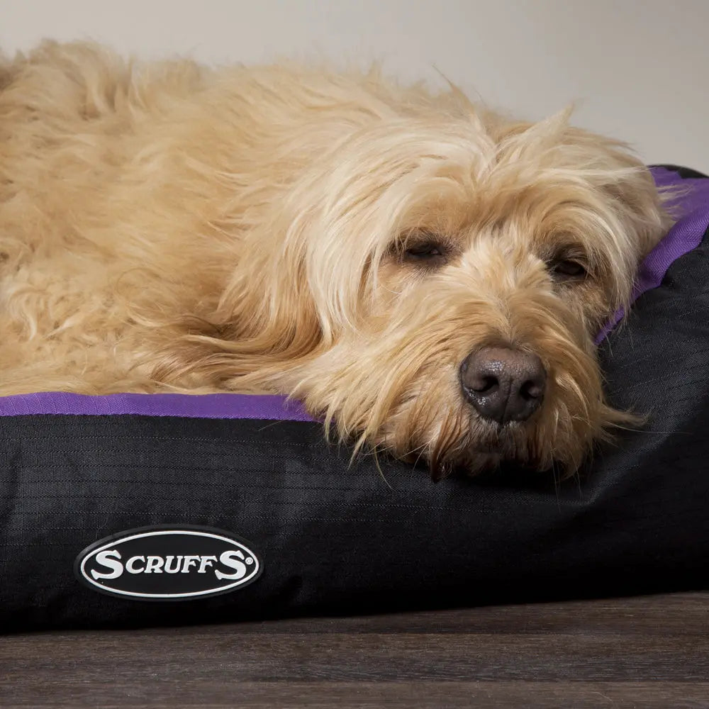 Expedition Box Dog Bed (in Chocolate Brown, Graphite Grey & Plum) by Scruffs - Memoriex