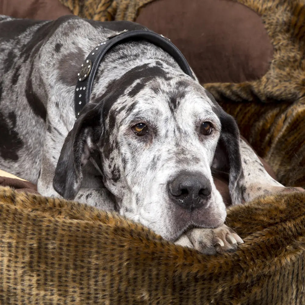 Grizzly Bear Dog Bed (in Beige, Brown) by Scruffs - Memoriex