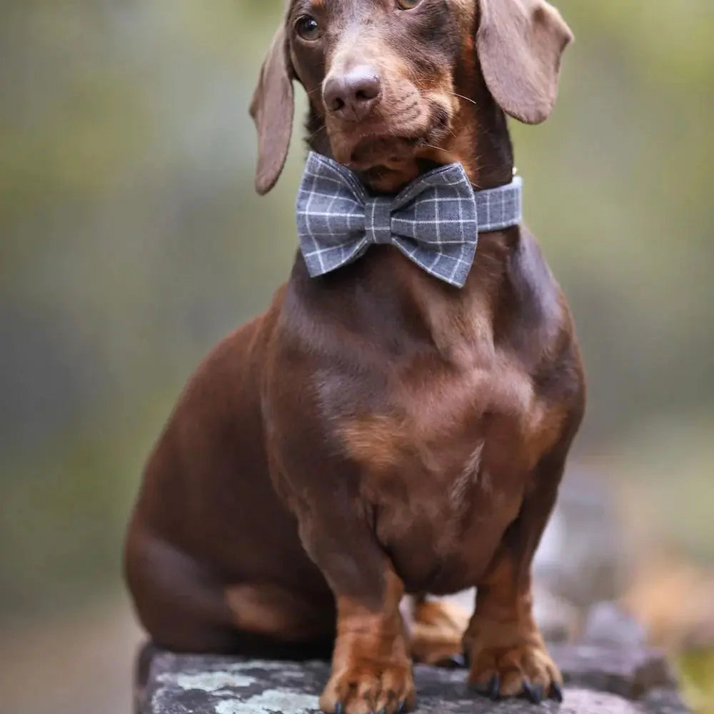 Harvey Dog Collar, Dog Collar & Dog Bowtie (Set) – by The Paw Co. - Memoriex