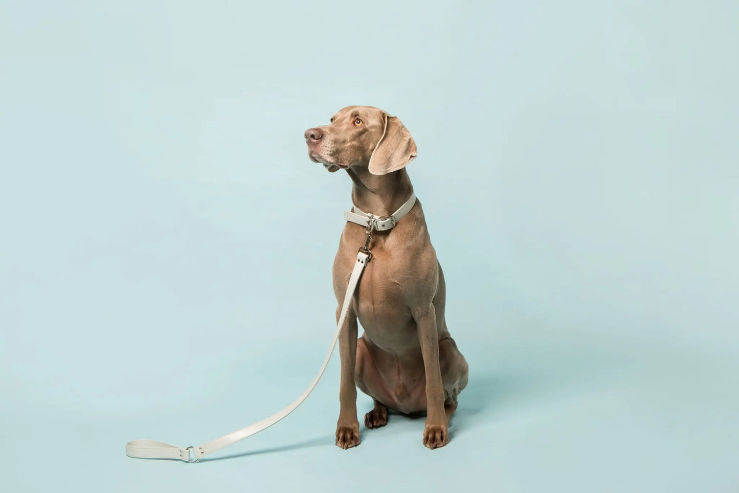 Ice Blue Dog Collar (Vegan Apple Leather) – by Skylos Collective - Memoriex