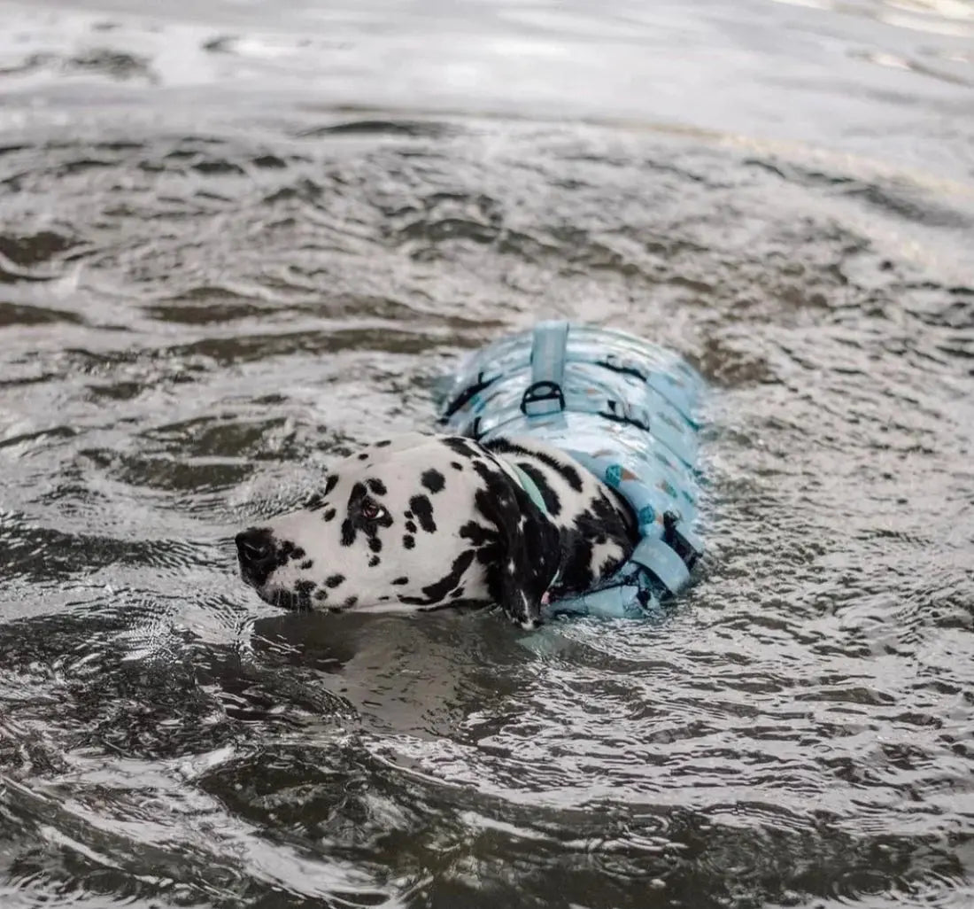 Iced Adventure Dog Float by Wander and Woof - Memoriex