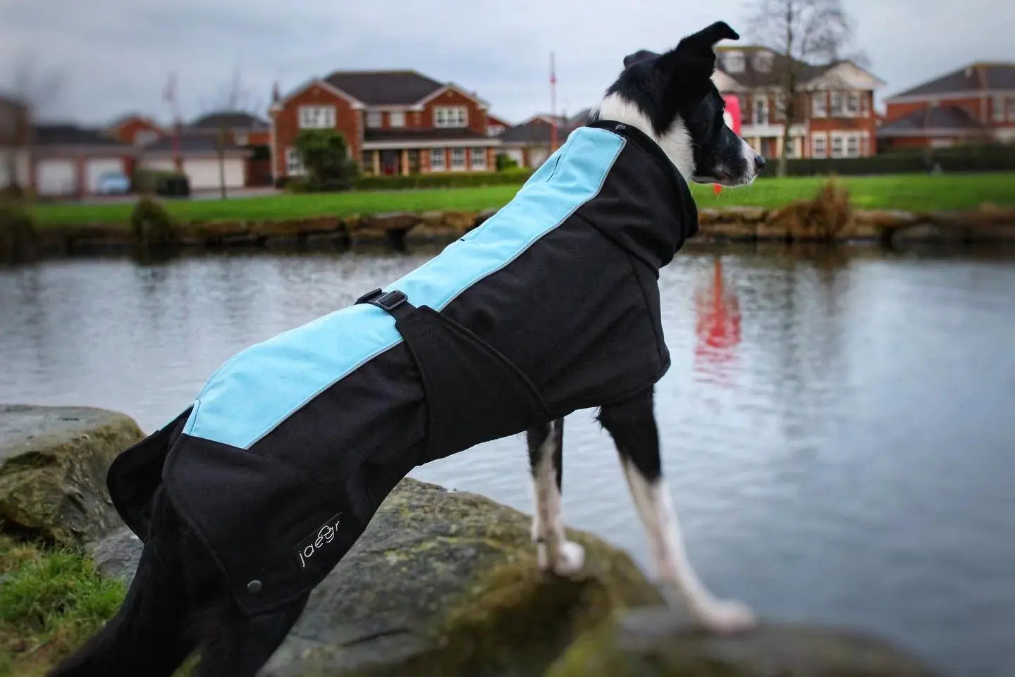 Jaegr Supreme Dog Coat - Highlighter Range - by Jaegr Dogwear - Memoriex