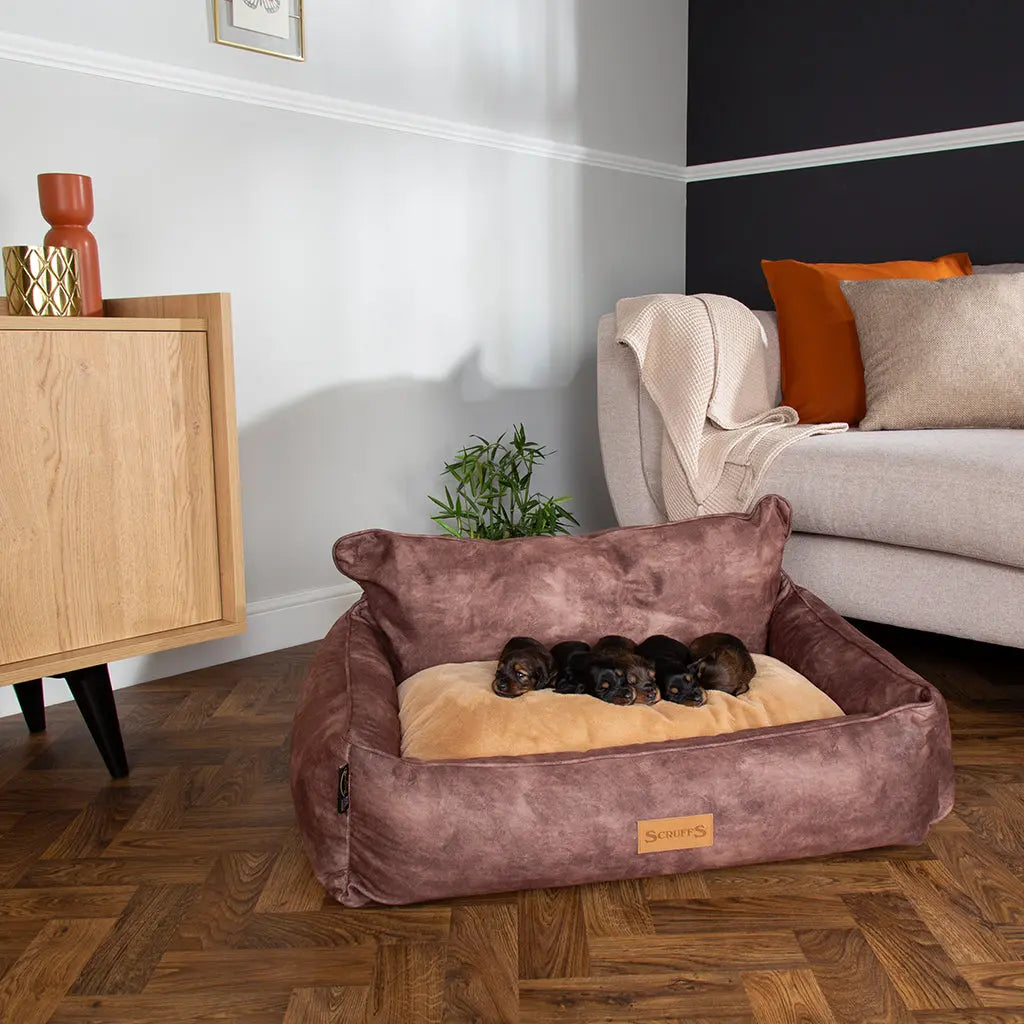 Kensington Box Dog Bed (in Cream, Chocolate, Navy or Grey) by Scruffs - Memoriex