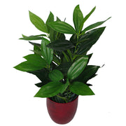 Large Artificial Foliage Plant in Pot 70cm Plants - Memoriex 