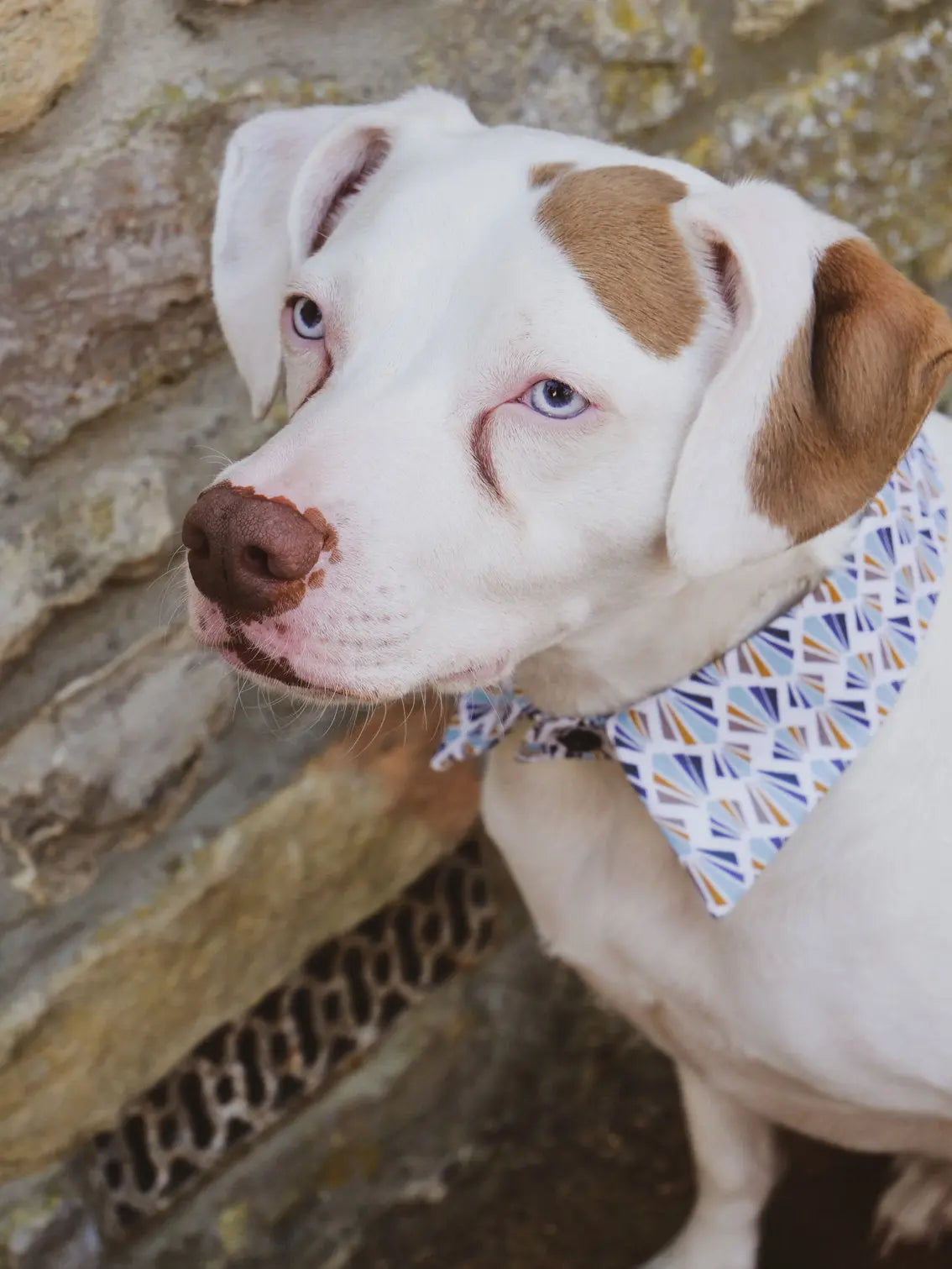 Liberty Shirt Dog Collar by Red & Ginger - Memoriex