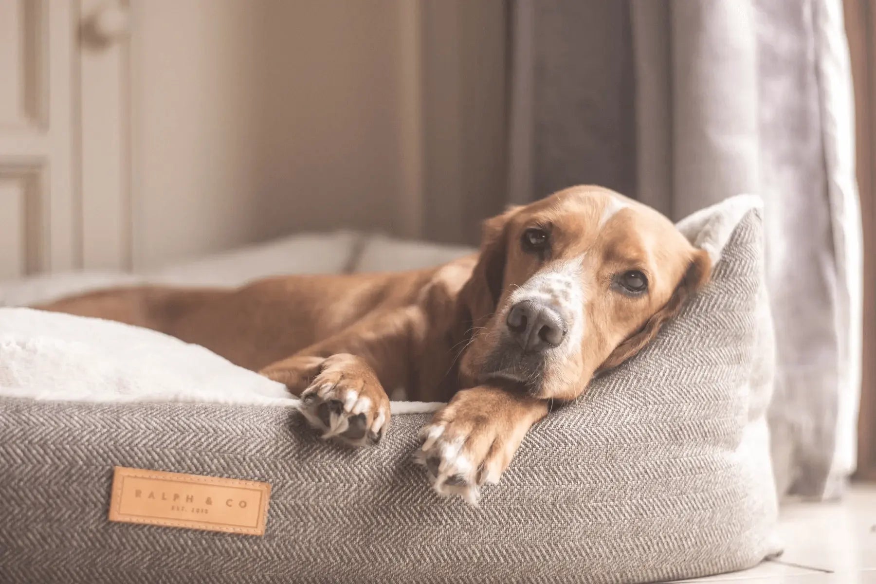 “Lincoln” Herringbone Nest Dog Bed – by Ralph & Co - Memoriex