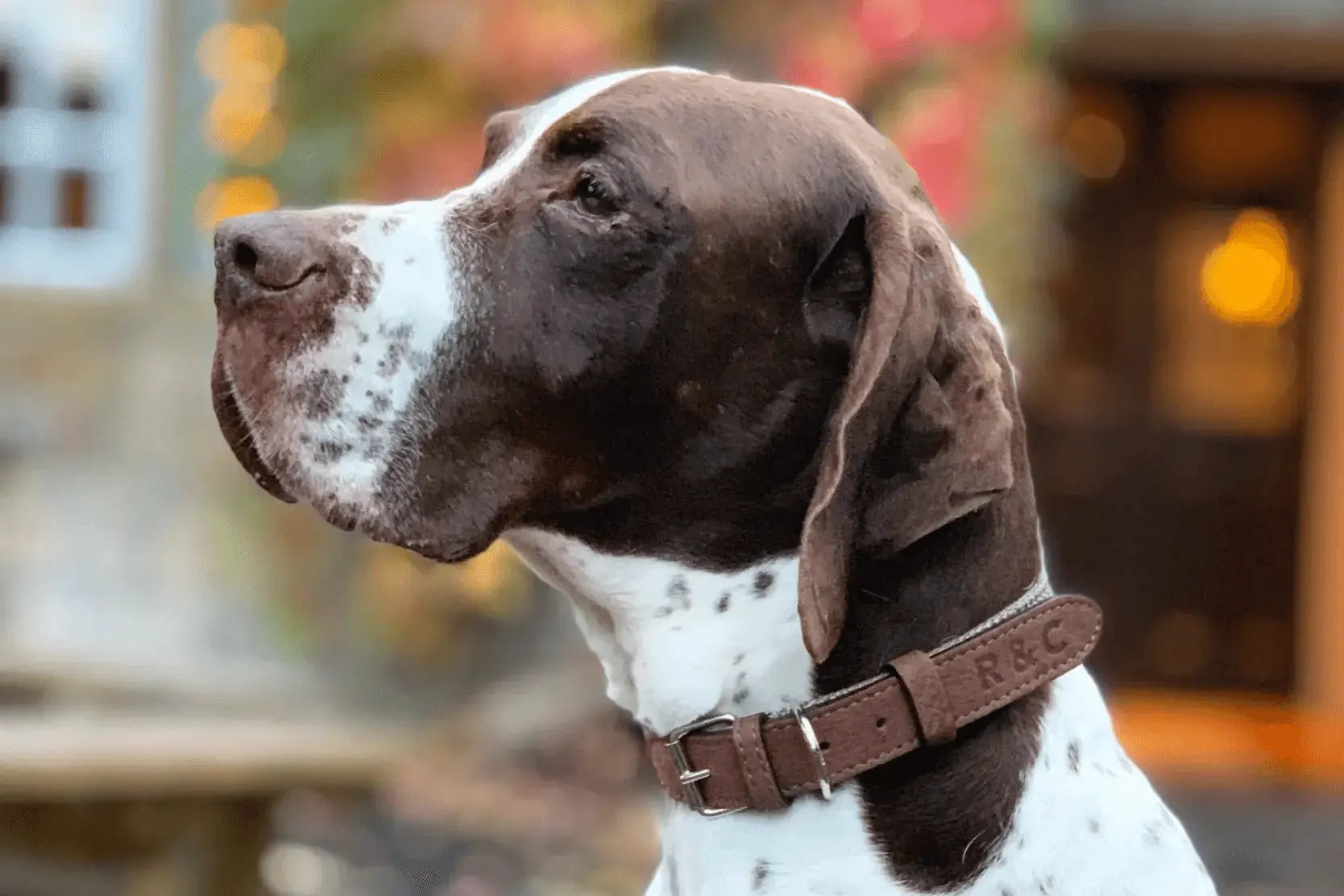 “Lincoln” Herringbone & Leather Dog Collar – by Ralph & Co - Memoriex