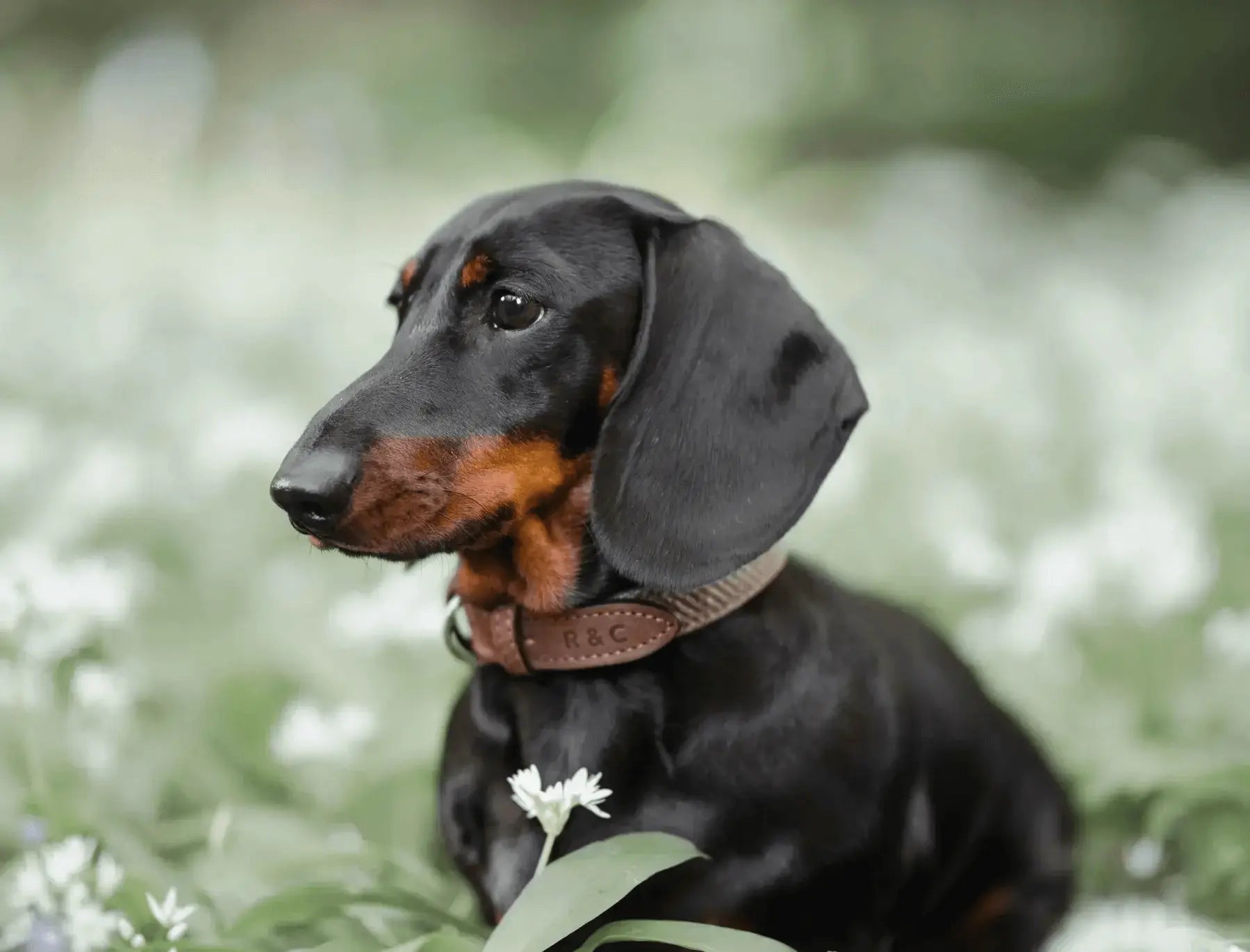 “Lincoln” Herringbone & Leather Dog Collar – by Ralph & Co - Memoriex