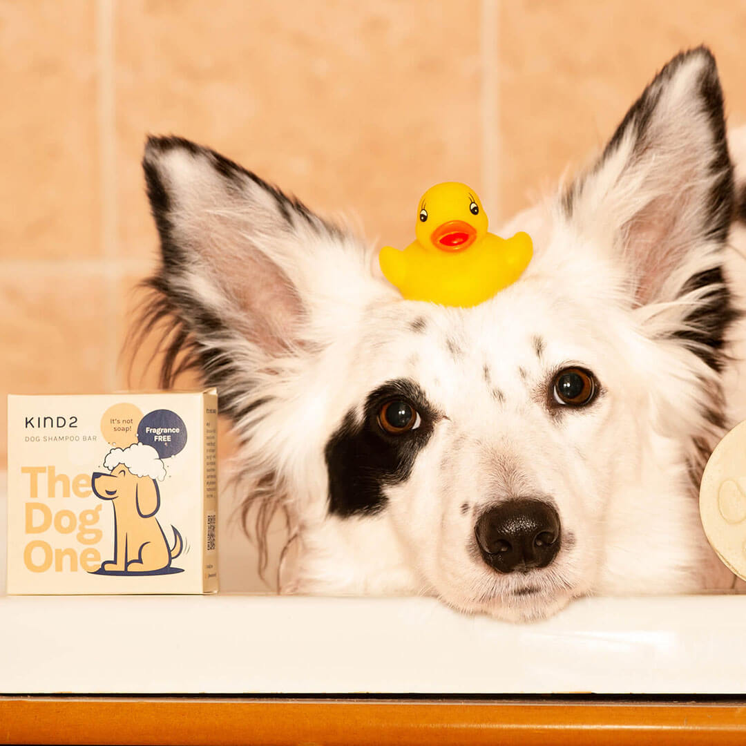 Fragrance Free Dog Shampoo Bar Bundle-4