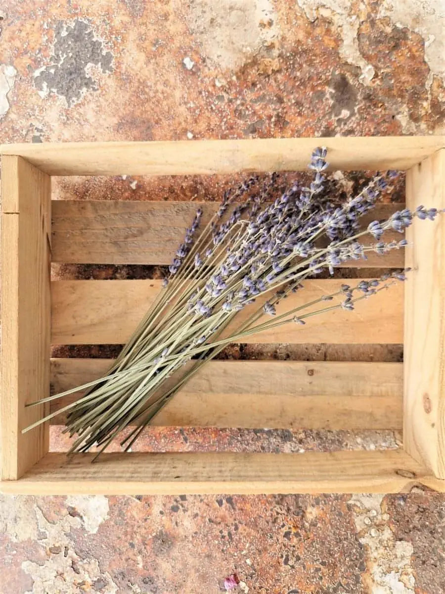 Natural Dried Small French Lavender Bunch - Memoriex 