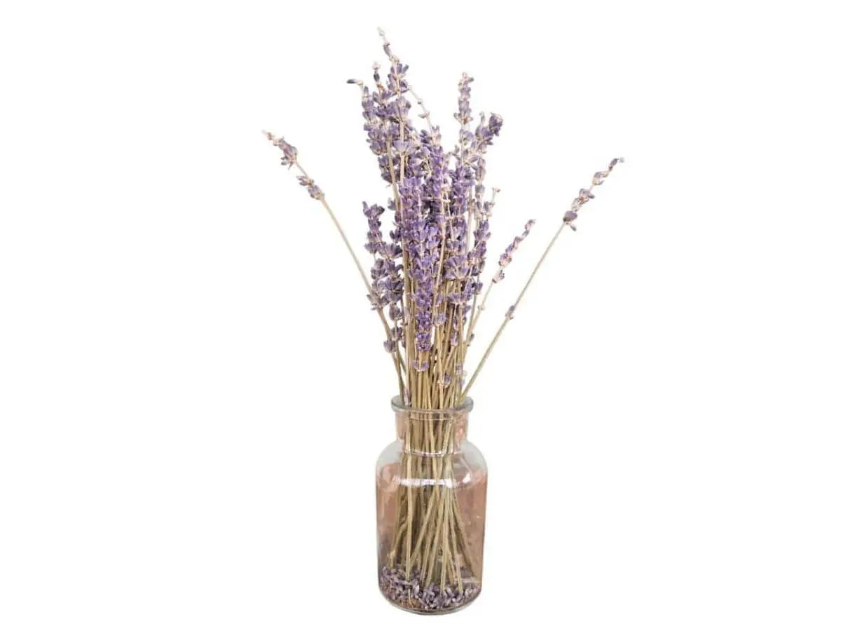 Natural Dried Small French Lavender Bunch - Memoriex 