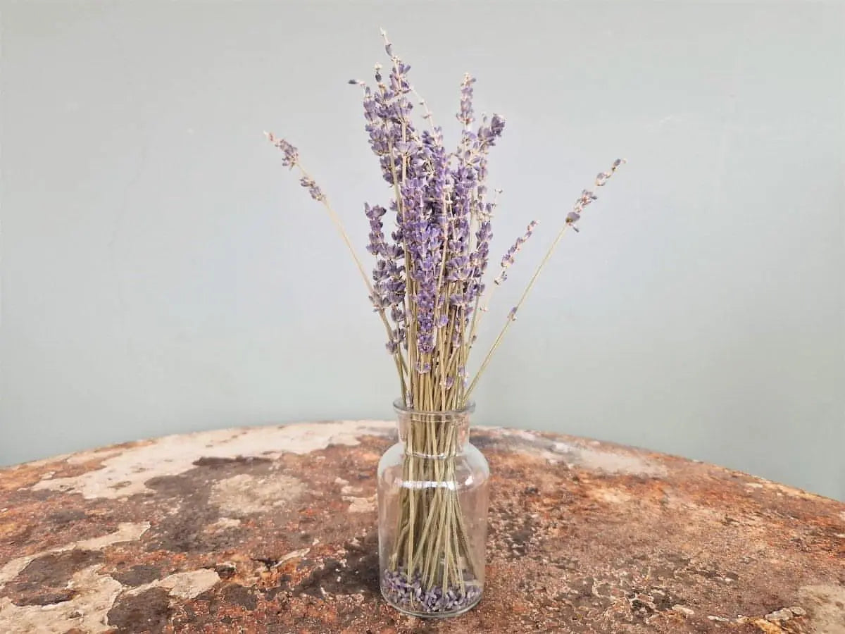 Natural Dried Small French Lavender Bunch - Memoriex 