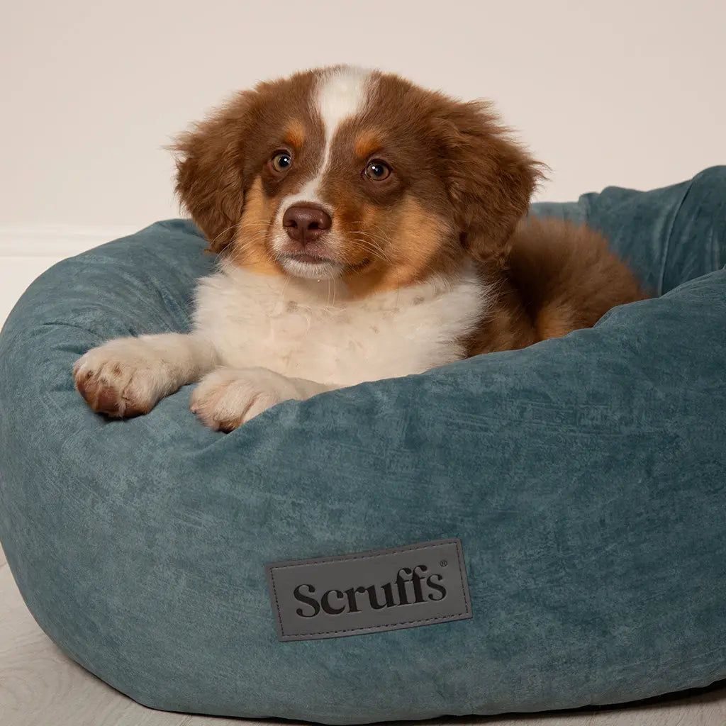 Oslo Ring Dog Bed (in Blush Pink, Desert Sand, Lake Teal or Stone Grey) by Scruffs - Memoriex