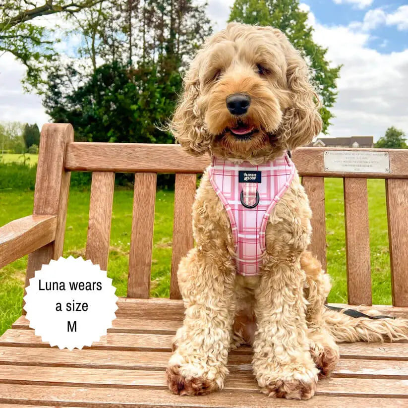 Oxford "Blush" Adjustable Dog Harness – by Flossie & Floof - Memoriex