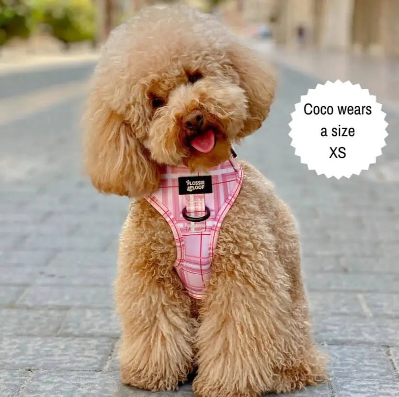 Oxford "Blush" Adjustable Dog Harness – by Flossie & Floof - Memoriex