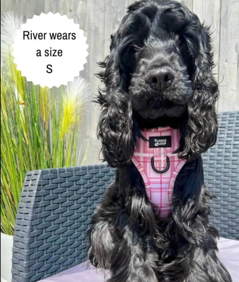 Oxford "Blush" Adjustable Dog Harness – by Flossie & Floof - Memoriex